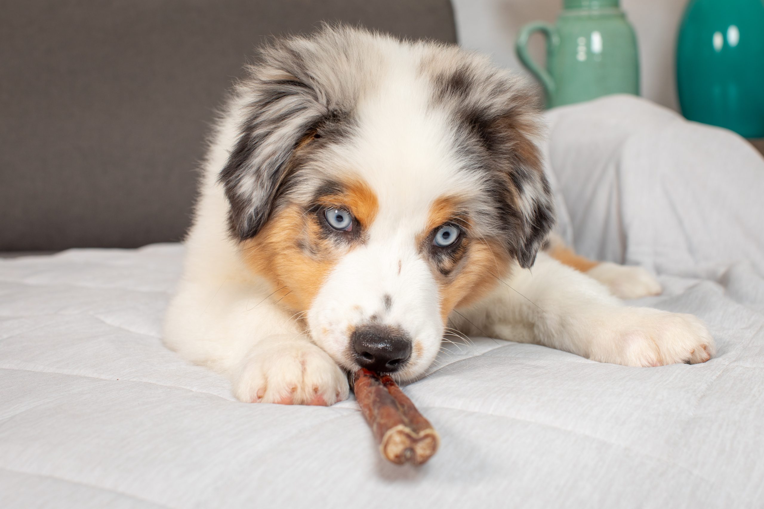 Bullymake: For the Intense Chewers – The Little Aussies