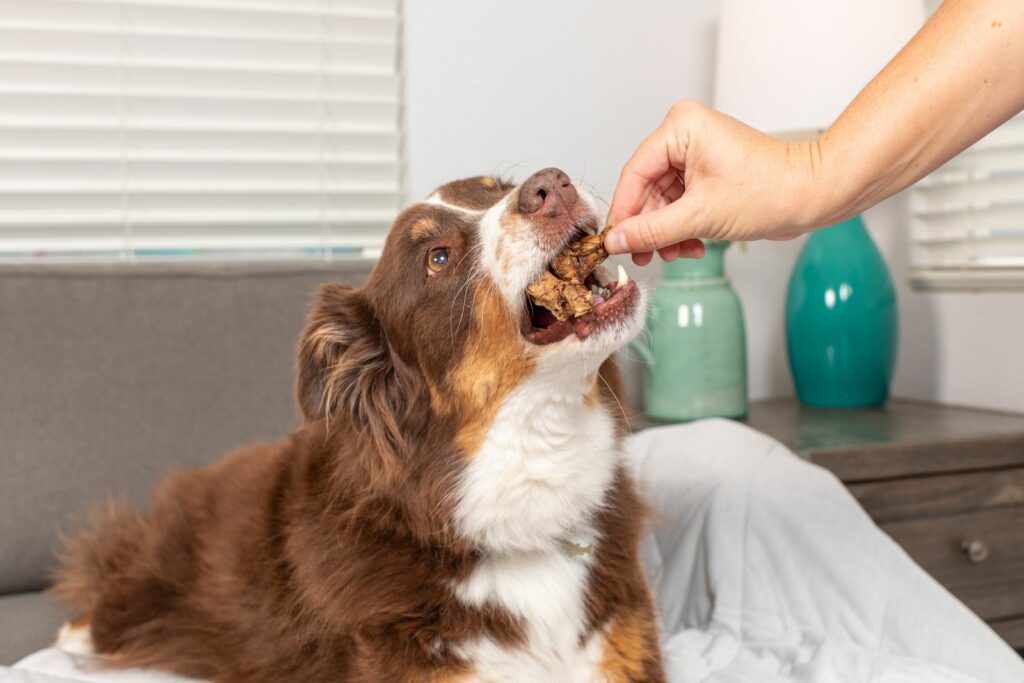 a dog eating a treat