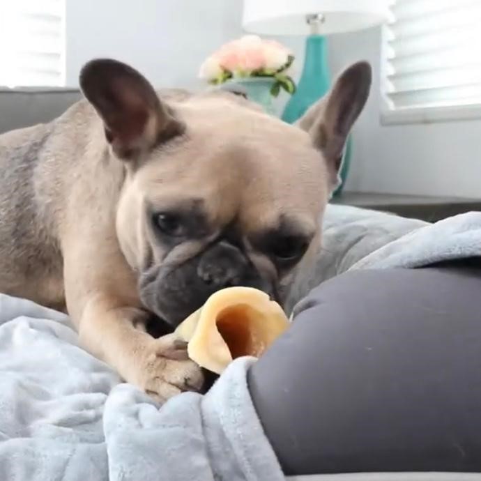 dog eating chew