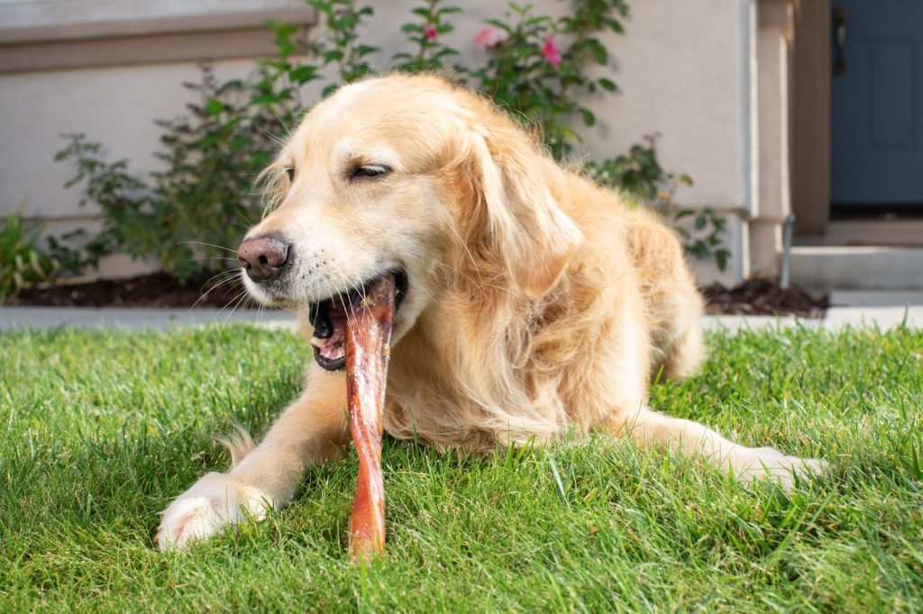 A large dog chewing on a bully stick.