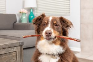 A dog holding a steer bully stick.