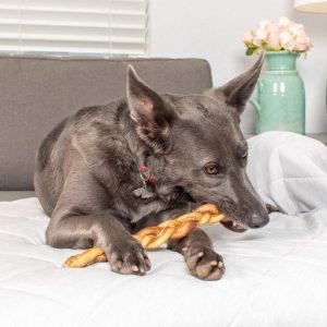 A dog chewing on a braided bully stick.
