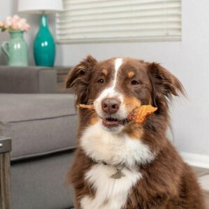 Dog holding a natural chew