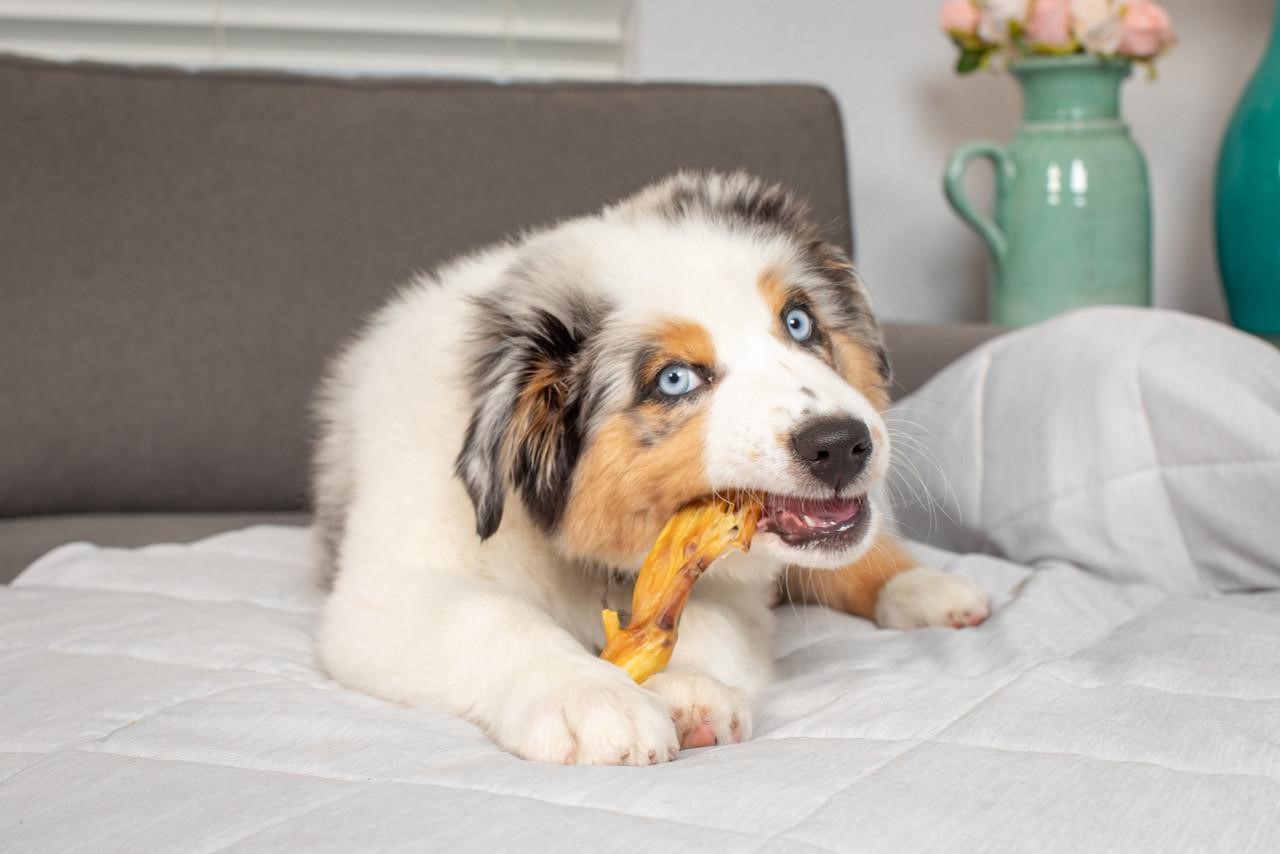 A dog chewing on a natural braided chew.