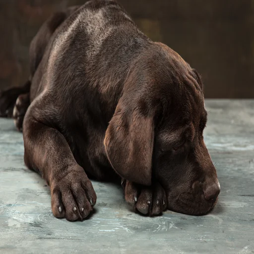 lovely-portrait-chocolate-labrador-retriever-puppy
