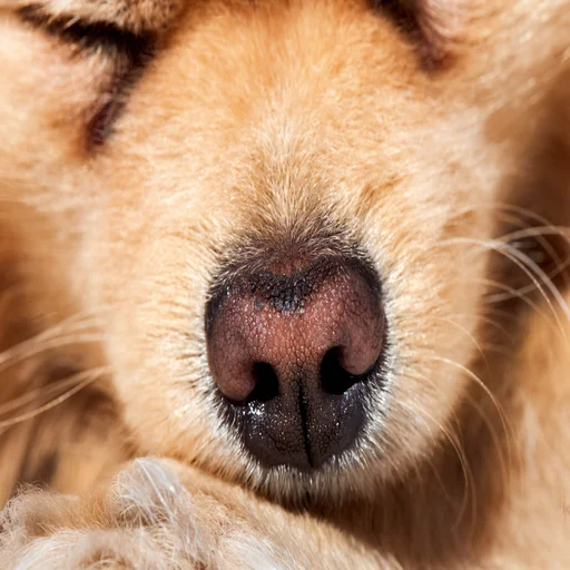 dog-nose